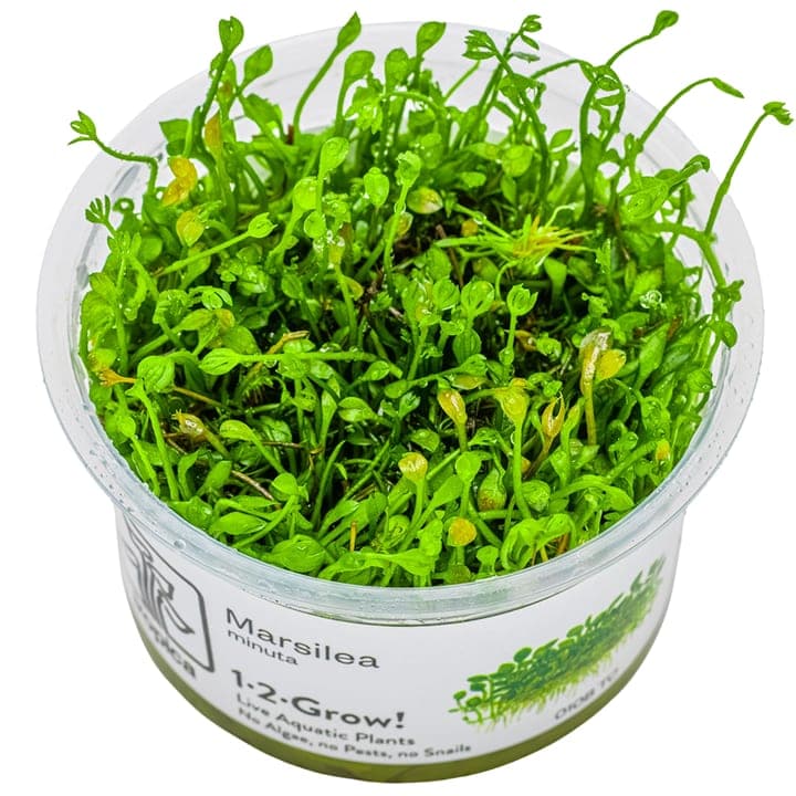 Marsilea minuta