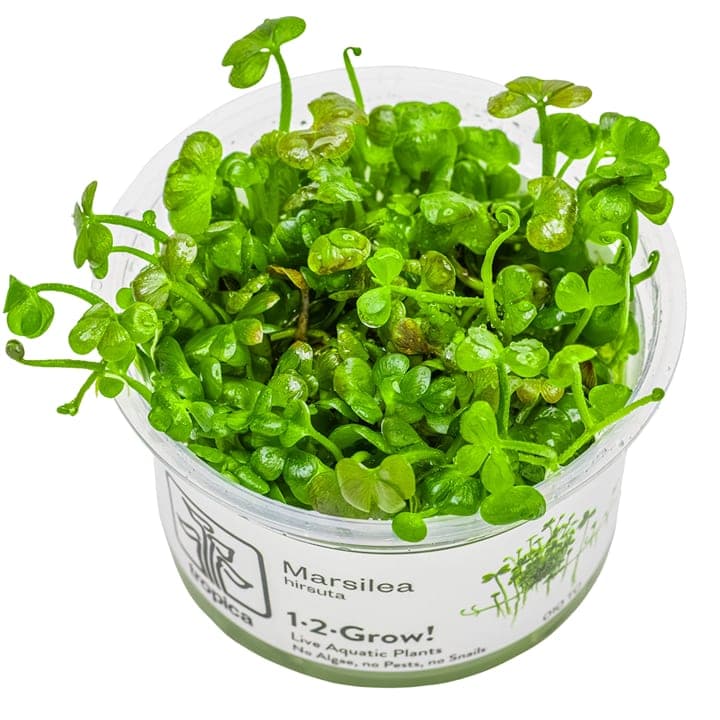 Marsilea hirsuta