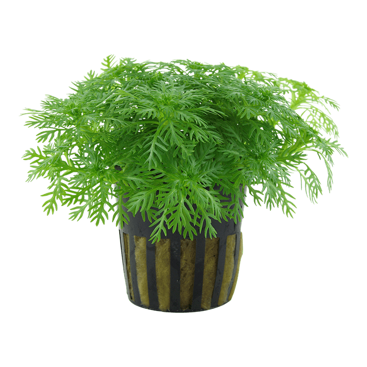 Hottonia palustris