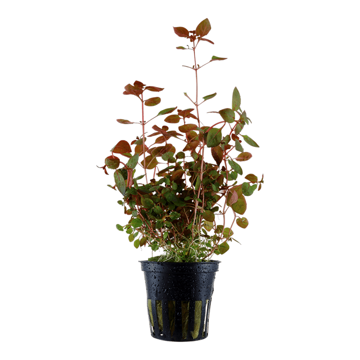 Ludwigia palustris 'Super Red'