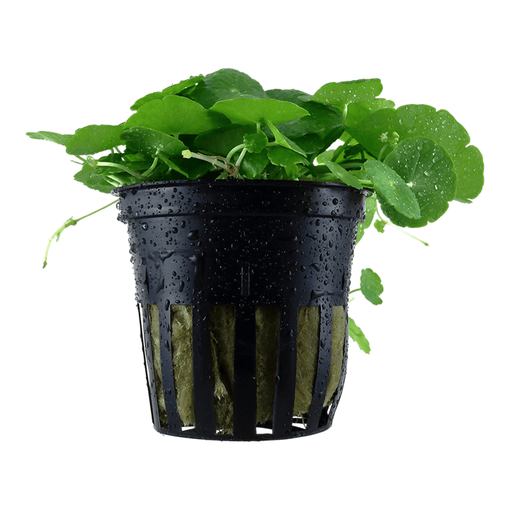 Hydrocotyle verticillata