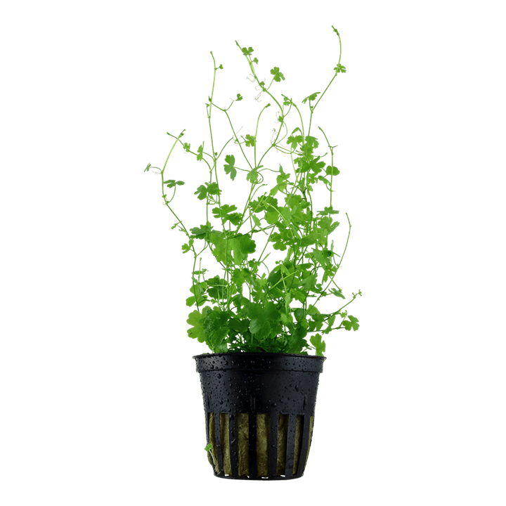 Hydrocotyle tripartita