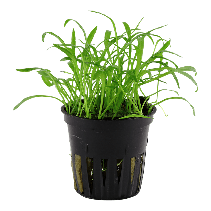 Lilaeopsis brasiliensis