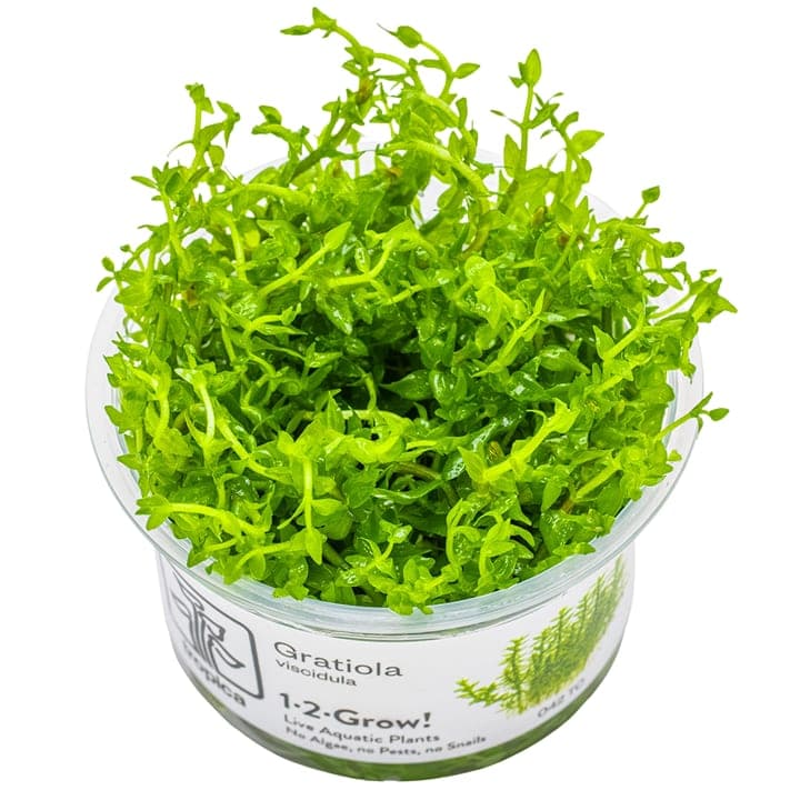 Gratiola viscidula