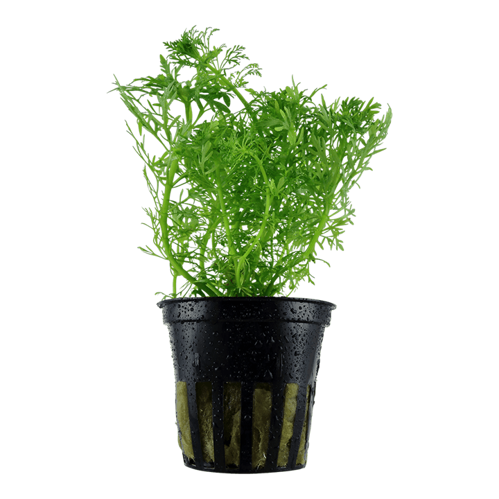 Limnophila aquatica