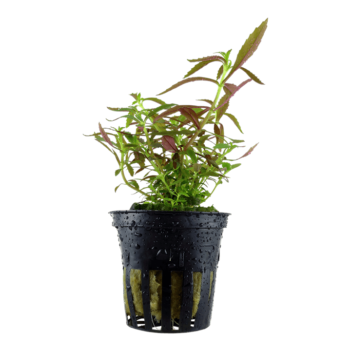Limnophila hippuridoides