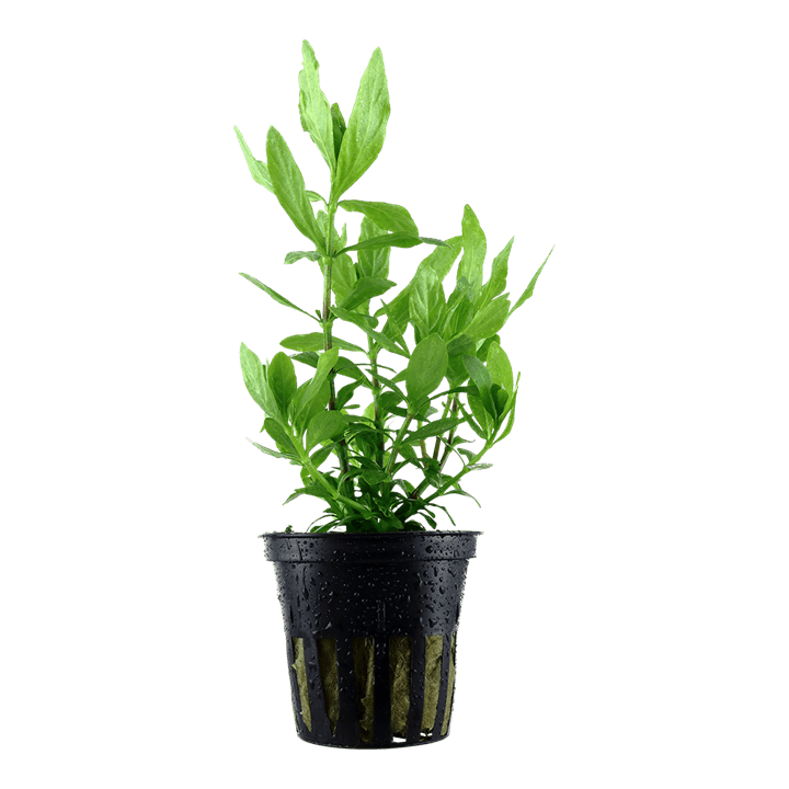 Hygrophila polysperma