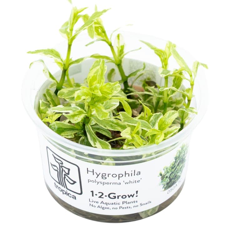 Hygrophila polysperma 'White'