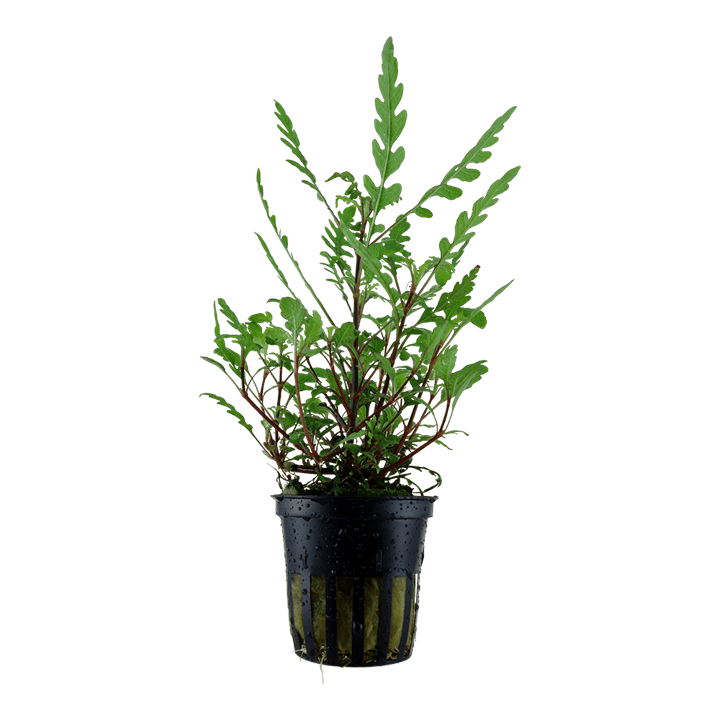 Hygrophila pinnatifida