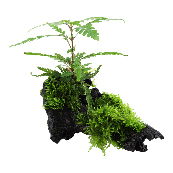 Hygrophila pinnatifida & moss