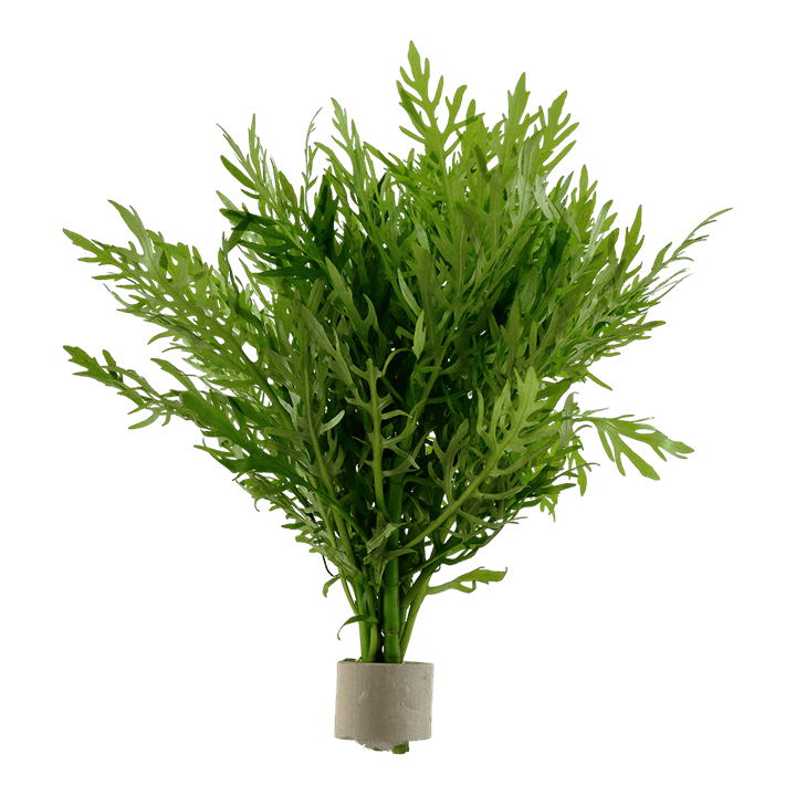 Hygrophila difformis