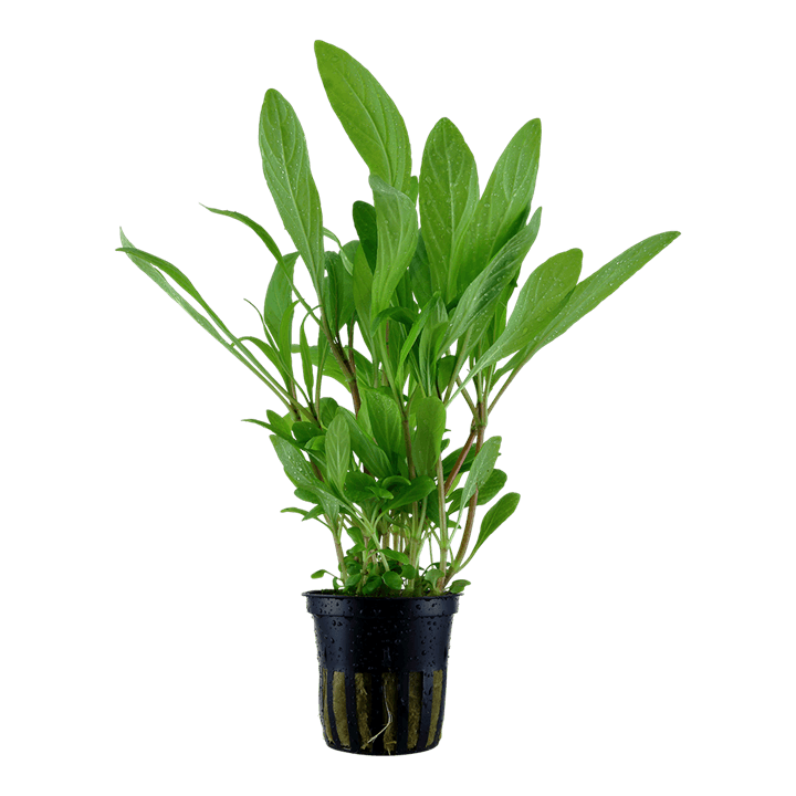 Hygrophila costata