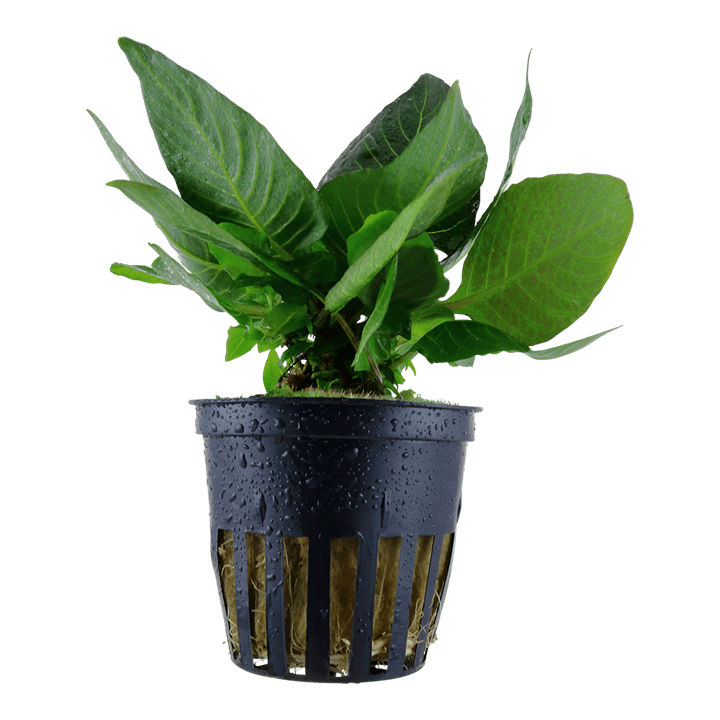 Hygrophila corymbosa 'Compact'