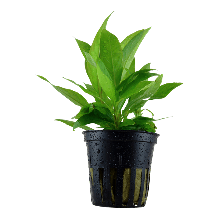 Hygrophila corymbosa 'Stricta'