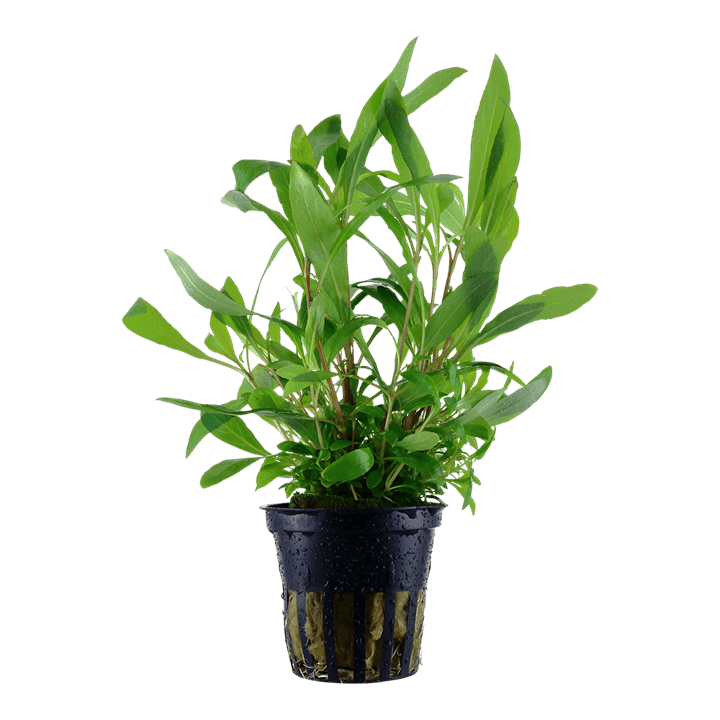Hygrophila corymbosa 'Siamensis 53B'