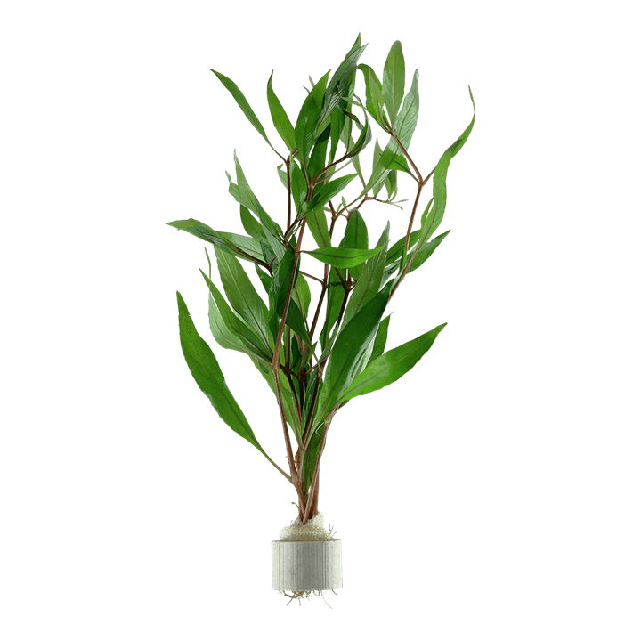 Hygrophila corymbosa