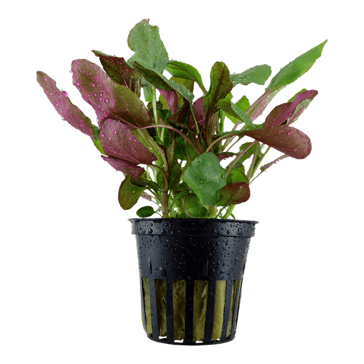 Lobelia cardinalis