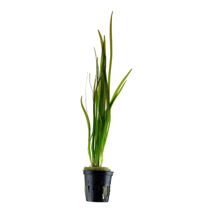 Vallisneria spiralis 'Tiger'