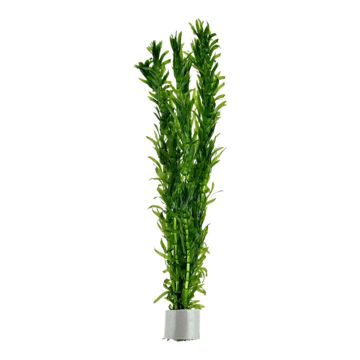 Egeria densa