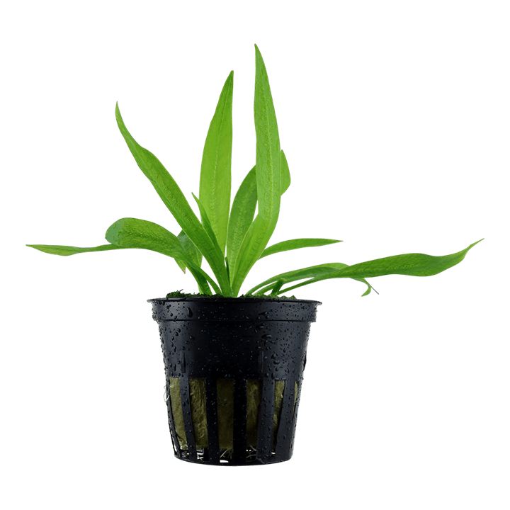Helanthium bolivianum 'Quadricostatus'