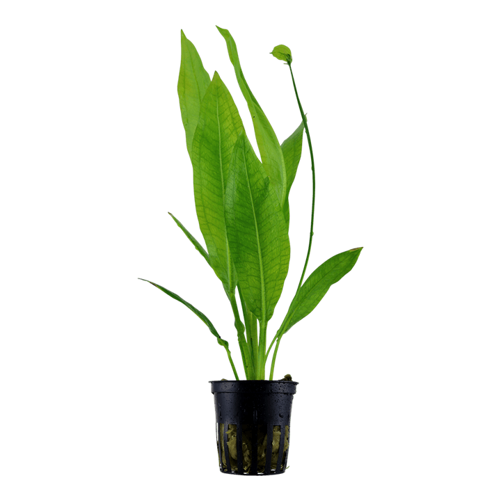 Echinodorus grisebachii 'Bleherae'