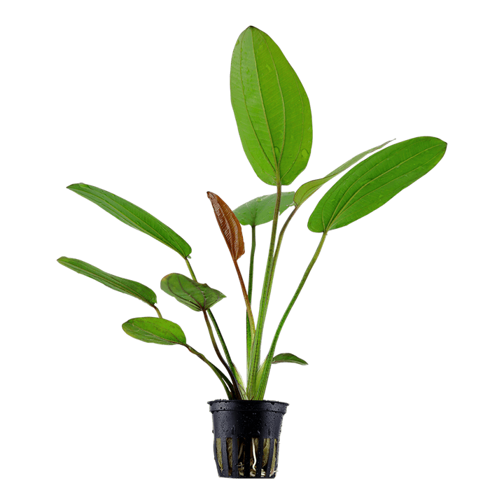 Echinodorus x barthii