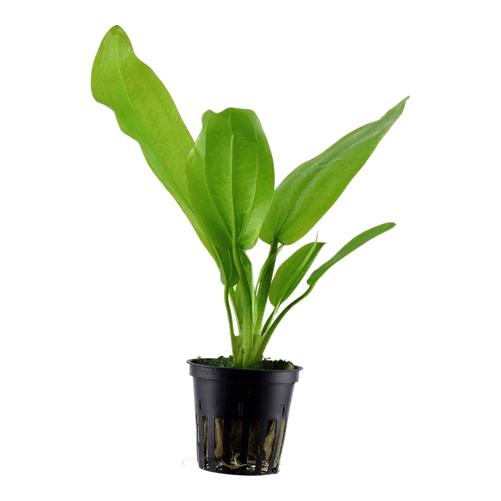 Echinodorus cordifolius 'Fluitans'