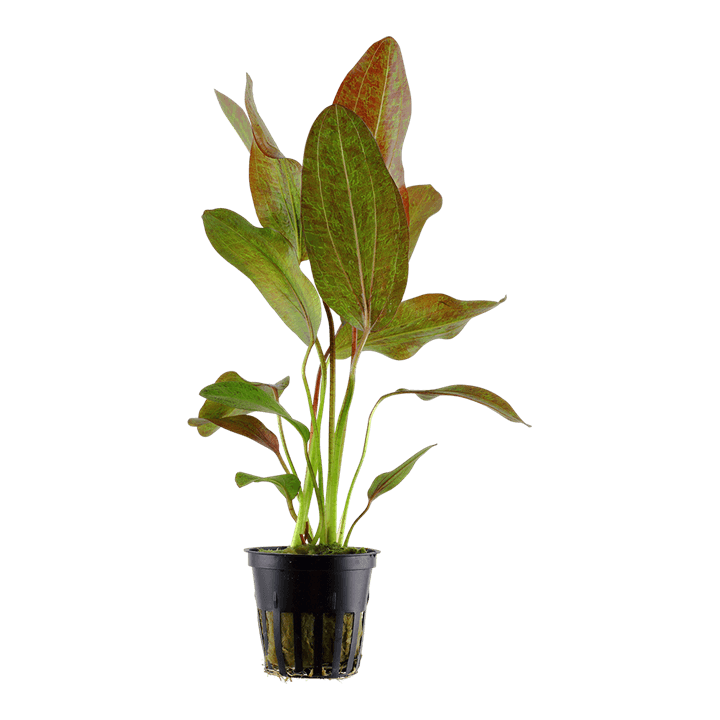 Echinodorus 'Ozelot'