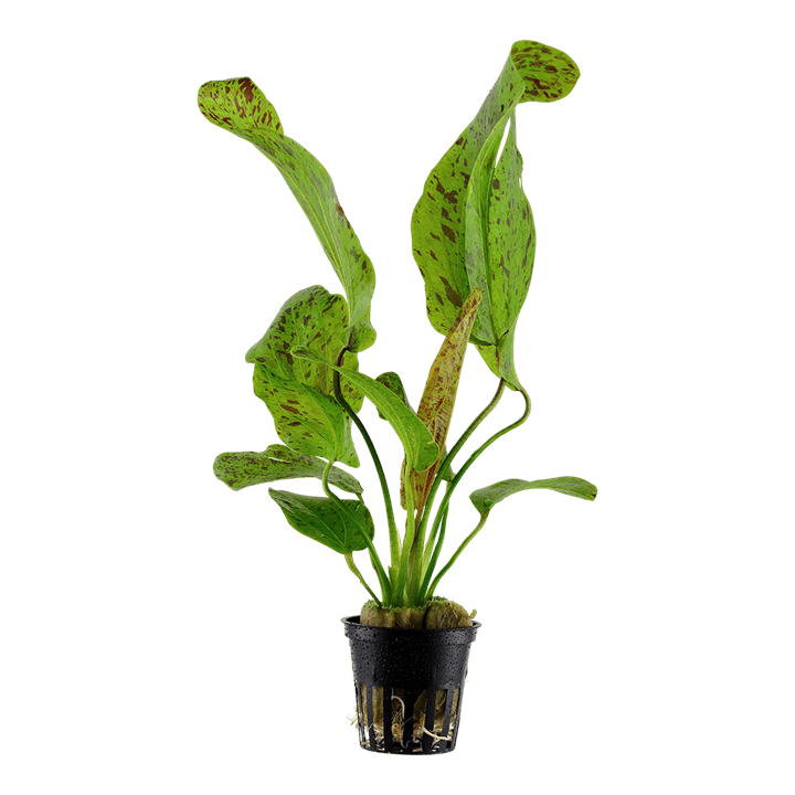 Echinodorus 'Ozelot Green'