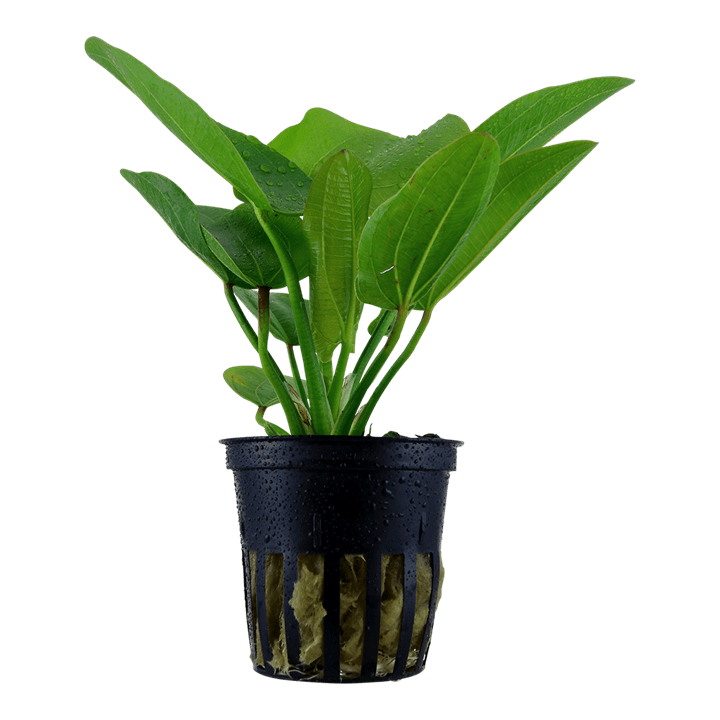 Echinodorus 'Aquartica'