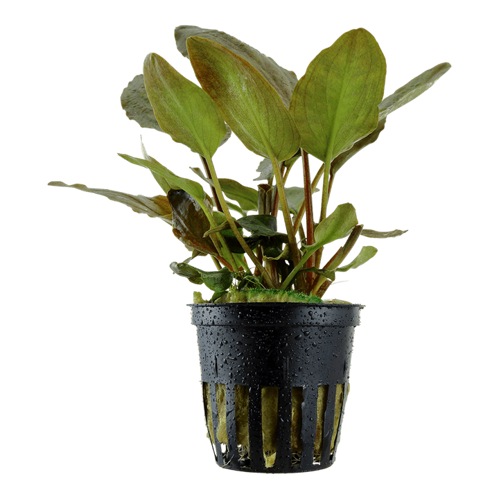 Lagenandra meeboldii 'Red'