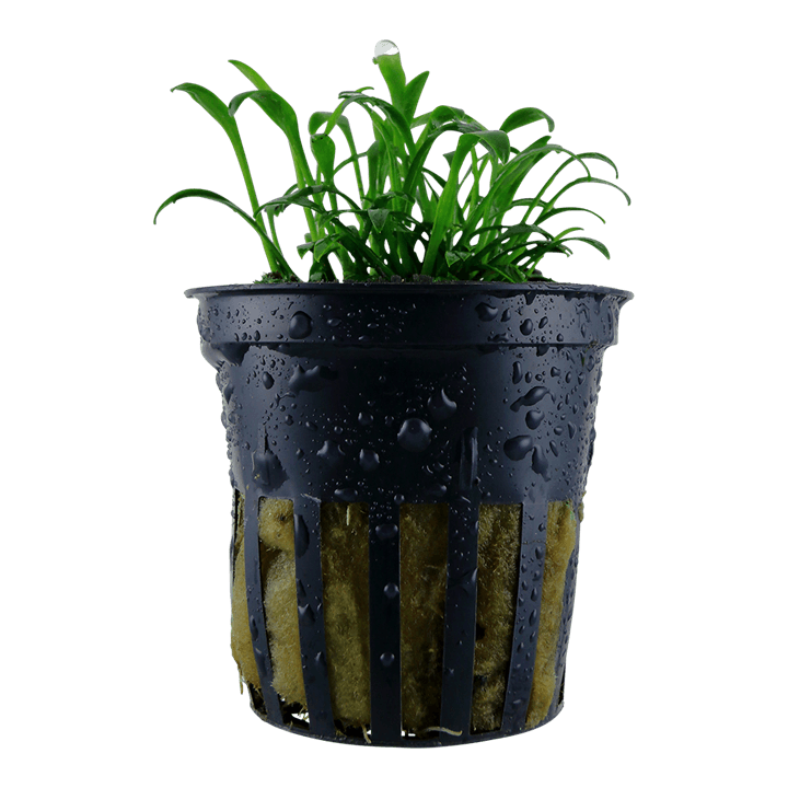 Cryptocoryne parva