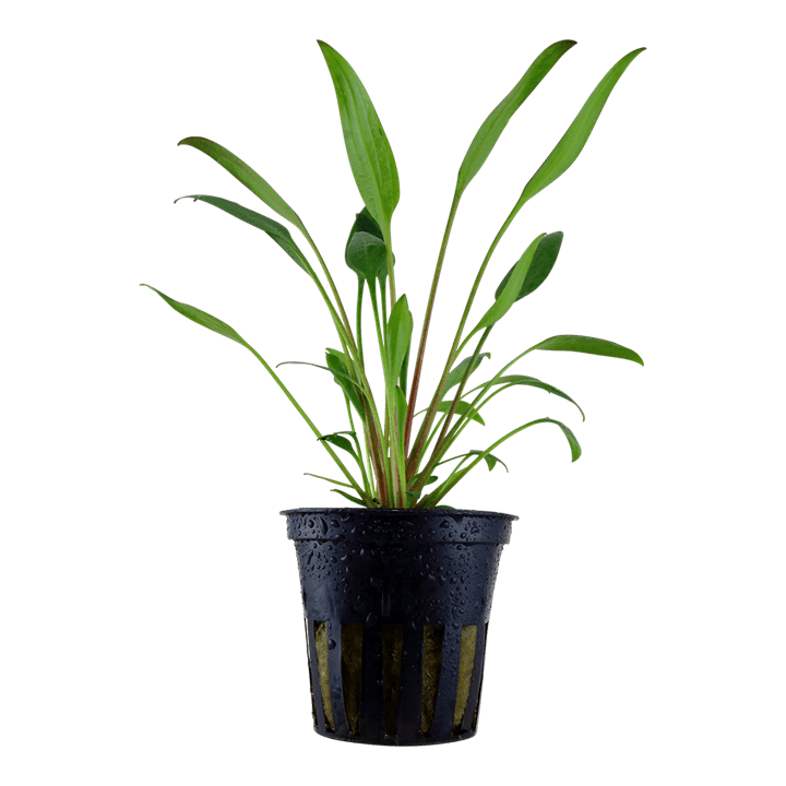 Cryptocoryne x willisii