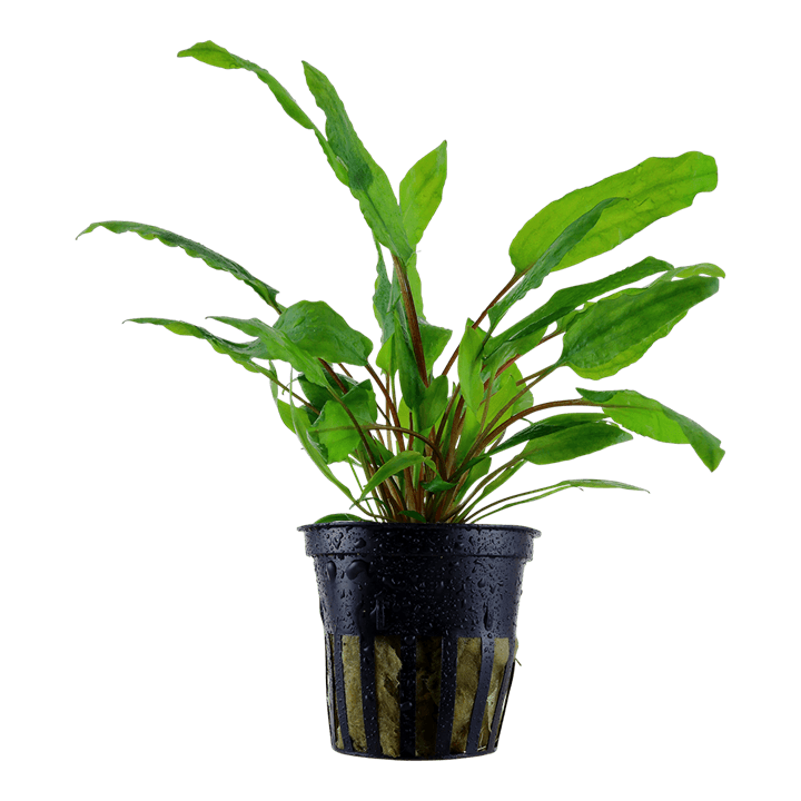 Cryptocoryne wendtii 'Green'