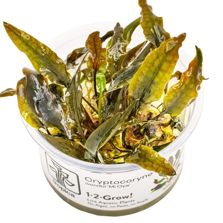 Cryptocoryne wendtii 'Mi Oya'