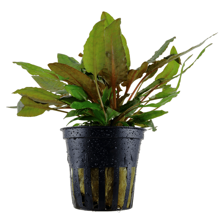 Cryptocoryne wendtii 'Tropica'
