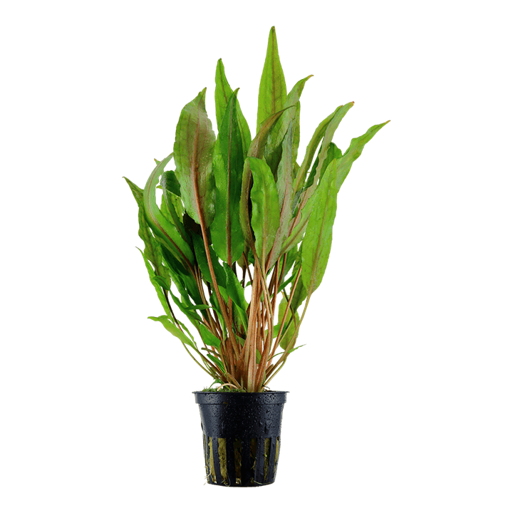 Cryptocoryne undulata 'Broad Leaf'