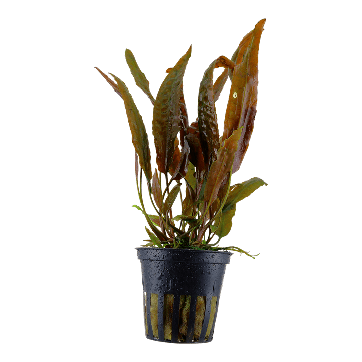 Cryptocoryne usteriana