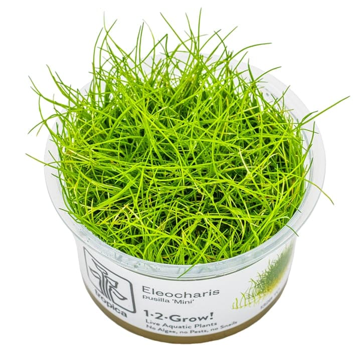 Eleocharis pusilla 'Mini'