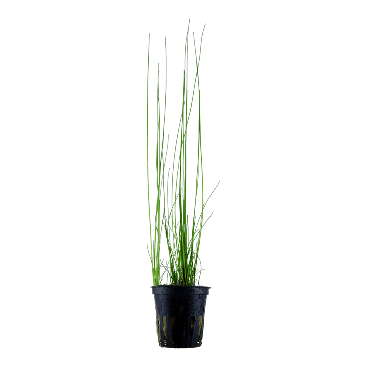 Eleocharis montevidensis