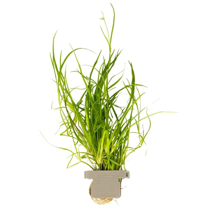 Juncus repens