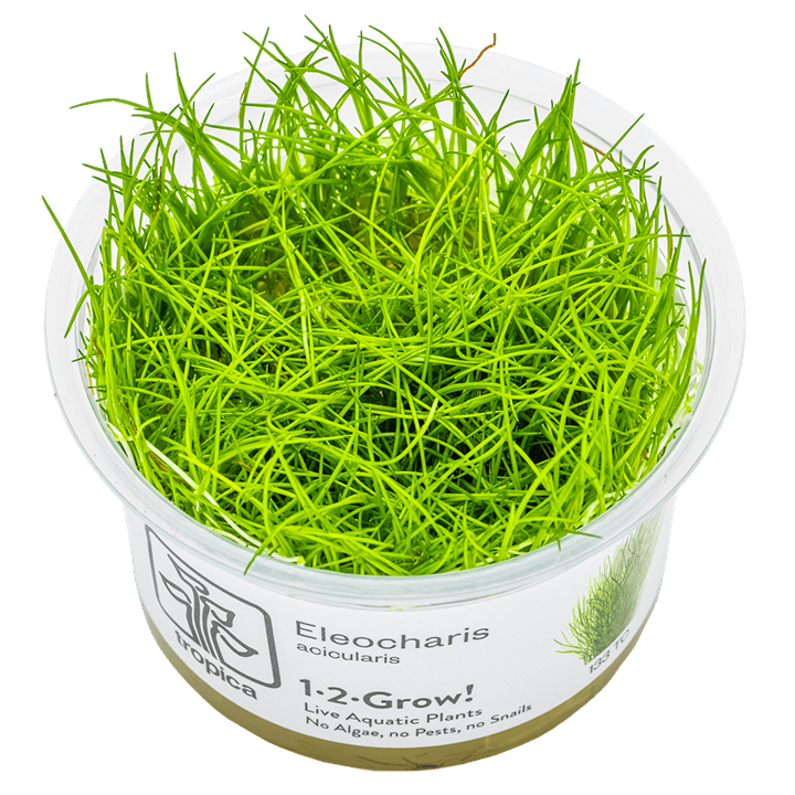 Eleocharis acicularis