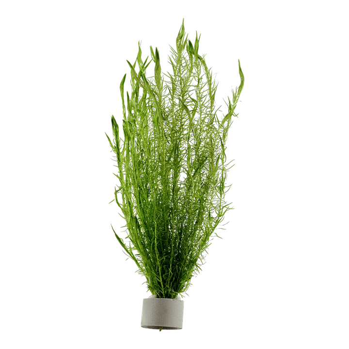 Mayaca fluviatilis