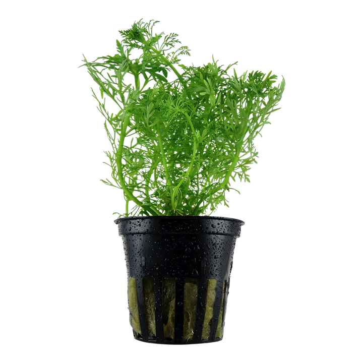 Limnophila aquatica