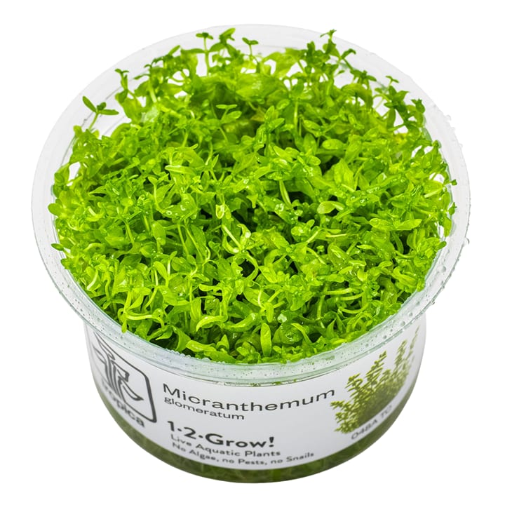 Micranthemum glomeratum