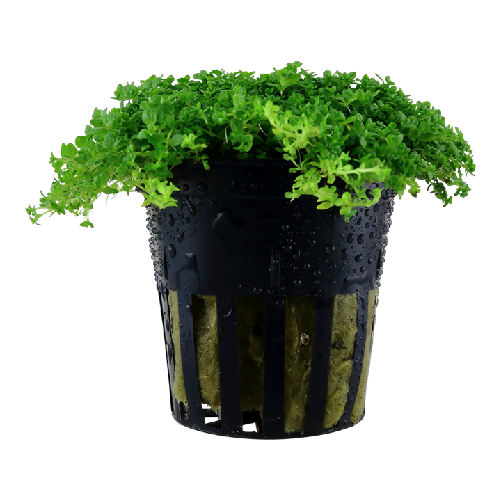 Micranthemum callitrichoides 'Cuba'