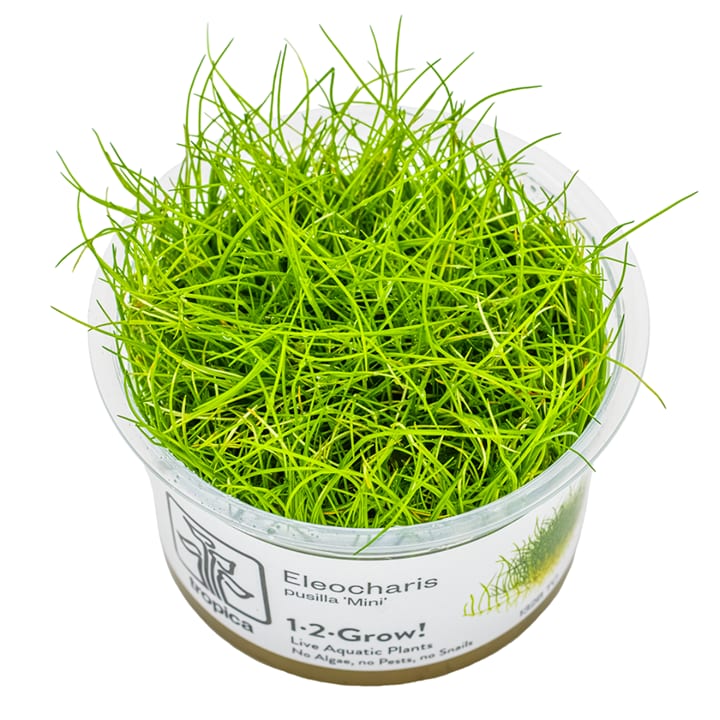 Eleocharis pusilla 'Mini'