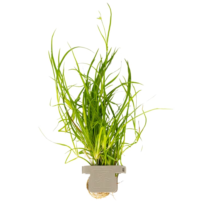 Juncus repens