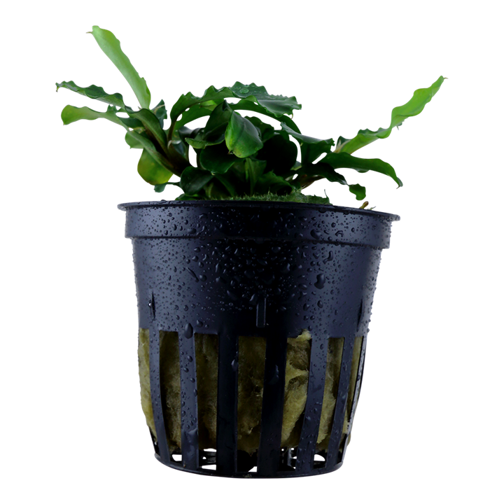 Bucephalandra pygmaea 'Bukit Kelam'