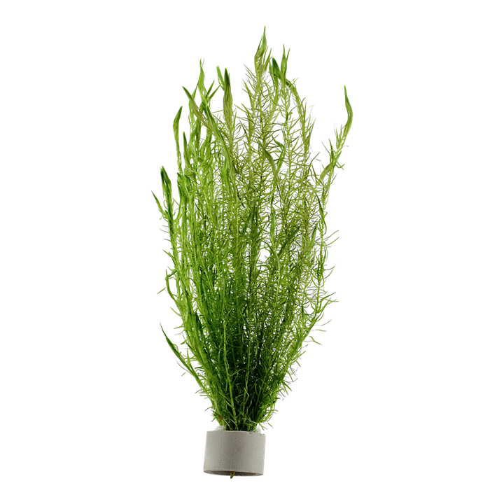Mayaca fluviatilis